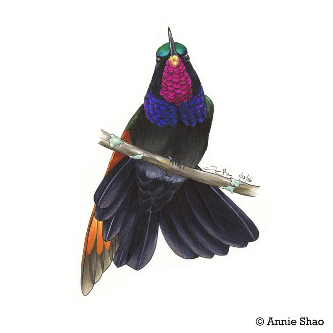 Detailed marker illustration of a male Garnet-throated Hummingbird perched on a branch. The hummingbird is facing forward, looking upwards, showing off its bright magenta and purple throat feathers. His black tail is fanned out, with one wing draped slight