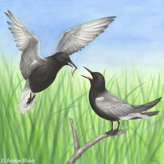 Detailed watercolor painting of a pair of black terns participating in courtship feeding. The male is in flight and has a minnow in his beak, while the female is perched on a dead branch with her mouth open to receive it. Diffuse cattails are in the backgr