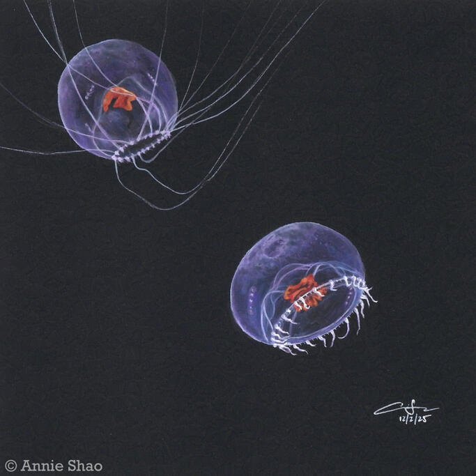 Watercolor painting on black paper of two Snow Globe Jellies (Modeeria rotunda)